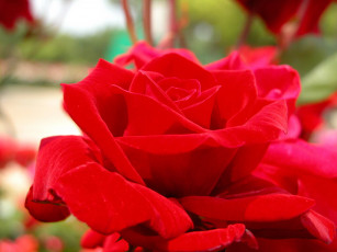 Картинка цветы розы