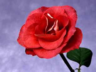 Картинка цветы розы