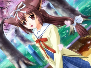 Картинка da capo аниме