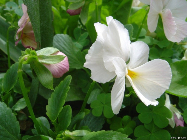 Обои картинки фото цветы, анютины, глазки, садовые, фиалки