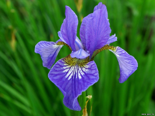 Обои картинки фото цветы, ирисы