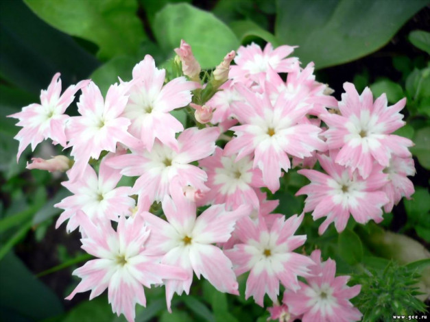 Обои картинки фото цветы, примулы