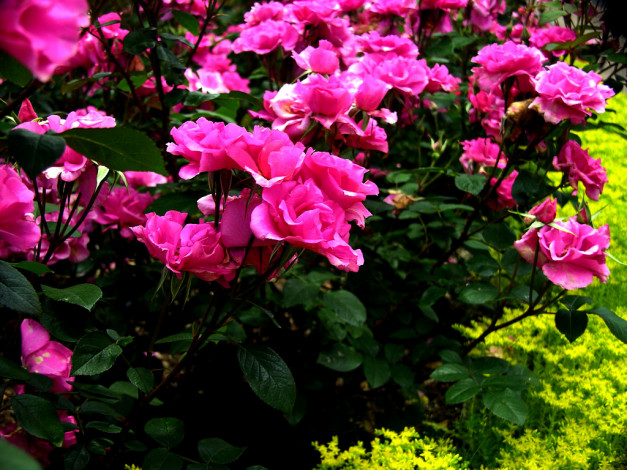 Обои картинки фото цветы, розы