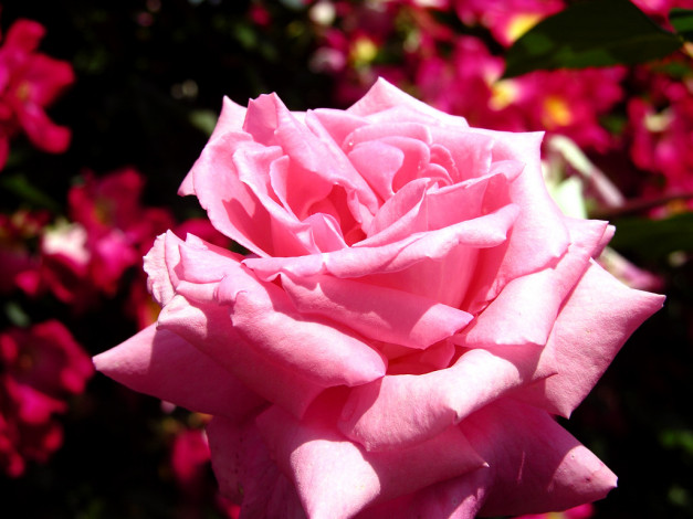 Обои картинки фото цветы, розы