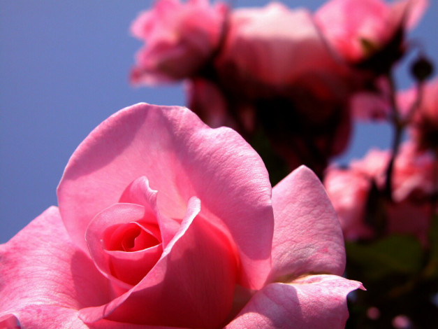 Обои картинки фото цветы, розы