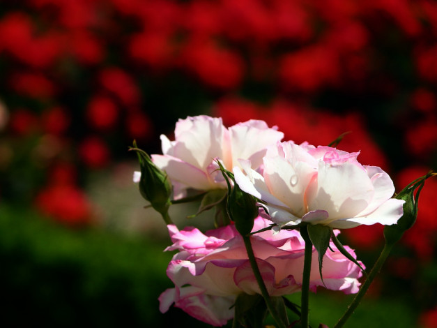 Обои картинки фото цветы, розы