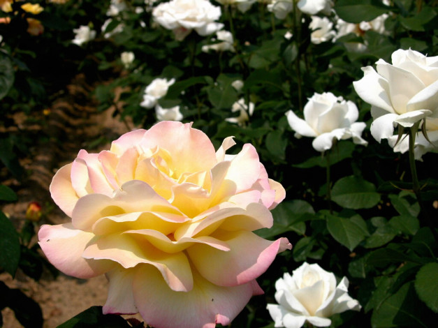 Обои картинки фото цветы, розы