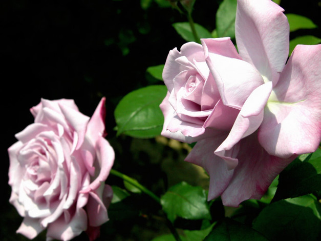 Обои картинки фото цветы, розы