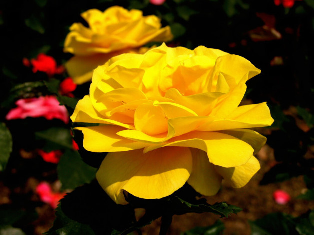 Обои картинки фото цветы, розы