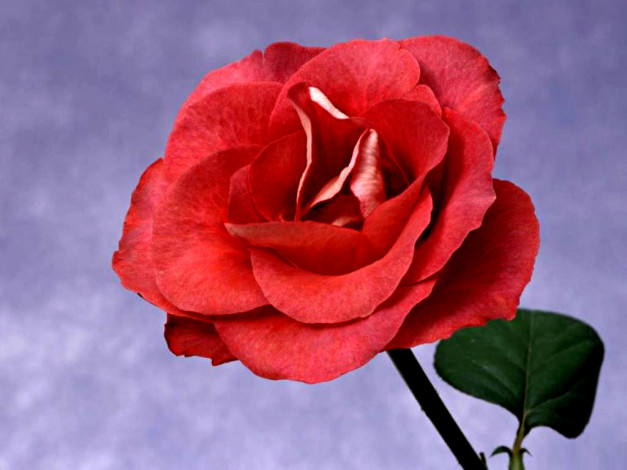 Обои картинки фото цветы, розы