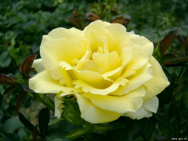 Обои картинки фото цветы, розы