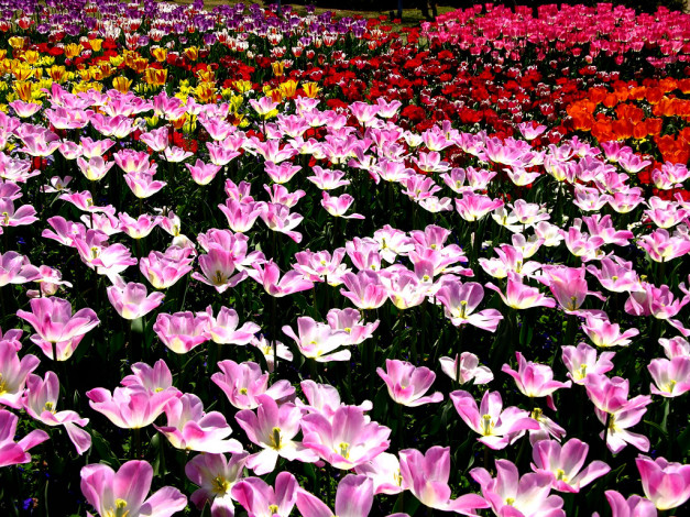 Обои картинки фото цветы, тюльпаны