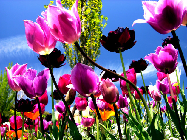 Обои картинки фото цветы, тюльпаны