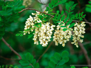 Картинка цветы акация