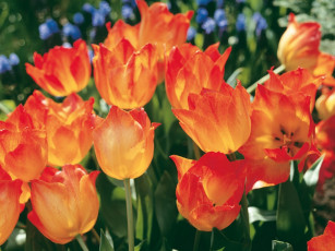 Картинка цветы тюльпаны