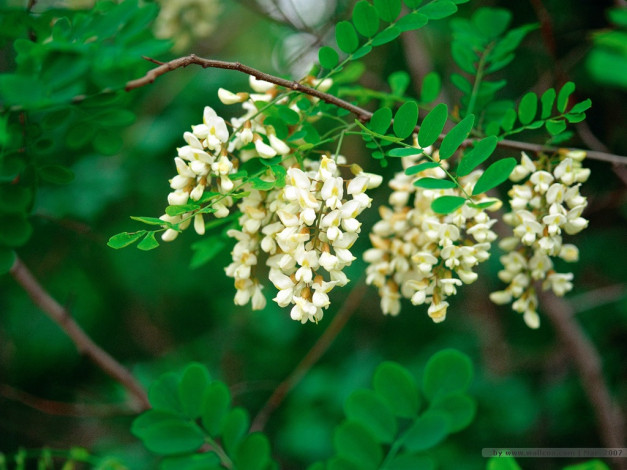 Обои картинки фото цветы, акация