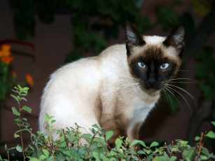 Картинка животные коты