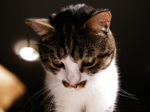 Картинка животные коты