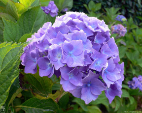Картинка цветы гортензия