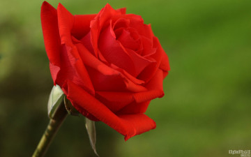 Картинка цветы розы