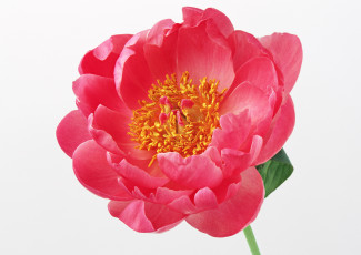 Картинка цветы пионы белый красный