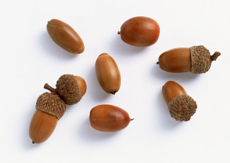 Картинка природа шишки жёлуди каштаны белый коричневый