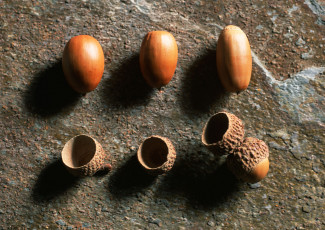 Картинка природа шишки жёлуди каштаны коричневый