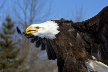 Картинка белоголовый орлан животные птицы хищники крылья клюв