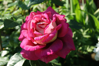 Картинка цветы розы зелень