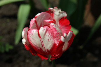 Картинка цветы тюльпаны