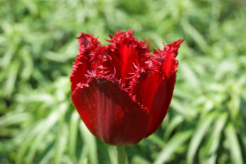 Картинка цветы тюльпаны зелень