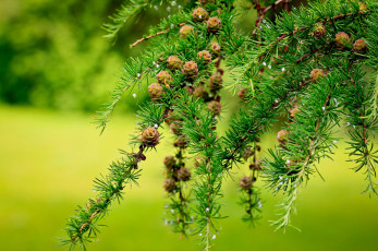 Картинка природа шишки жёлуди каштаны лиственница макро