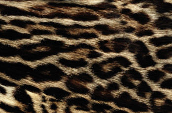 Картинка разное текстуры мех текстура