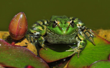 Картинка животные лягушки листья кувшинка