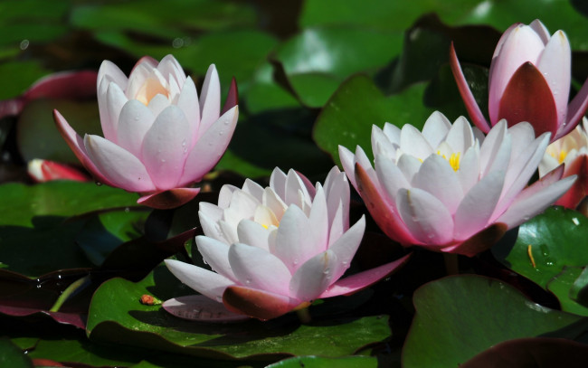 Обои картинки фото цветы, лилии, водяные, нимфеи, кувшинки, листья, лепестки