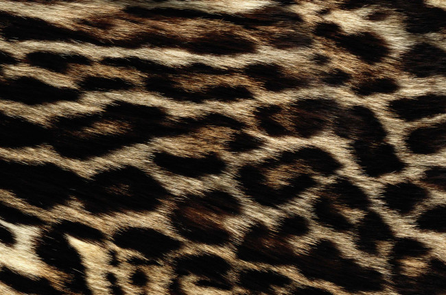 Обои картинки фото разное, текстуры, мех, текстура