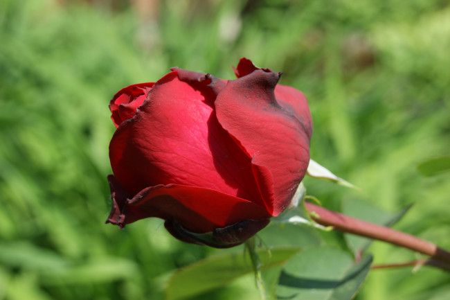 Обои картинки фото цветы, розы, зелень