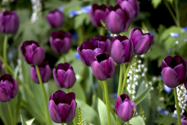 Обои картинки фото цветы, тюльпаны, много, лиловый