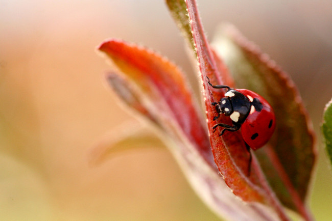 Обои картинки фото животные, божьи, коровки, божья, коровка, макро