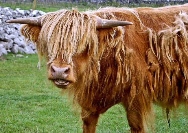 Обои картинки фото животные, коровы, буйволы, рога, шерсть, челка