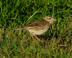 Картинка животные воробьи воробей