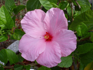 Картинка цветы гибискусы лепестки