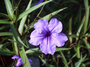 Картинка цветы лепестки