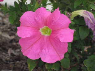 Картинка цветы петунии калибрахоа лепестки