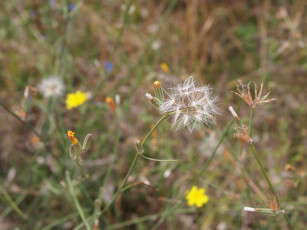 Картинка осень цветы луговые полевые поля