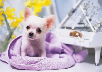 Картинка животные собаки чихуахуа щенок