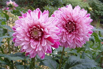 Картинка цветы георгины