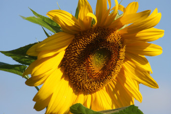 Картинка цветы подсолнухи