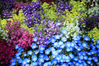 Картинка цветы разные вместе львиный зев разноцветный немофилы