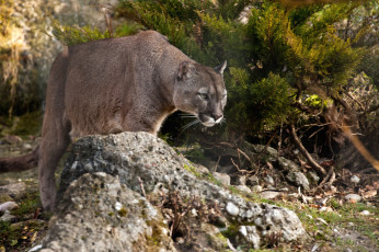 Картинка животные пумы кошка горный лев